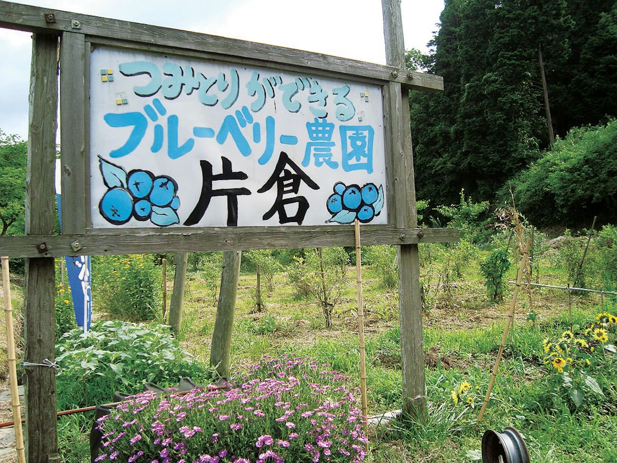 ブルーベリー農園片倉