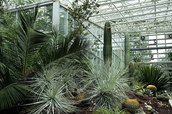 大温室乾燥地植物室