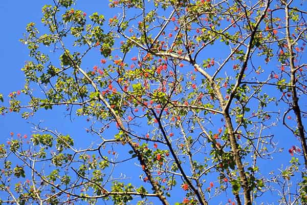 平和の森