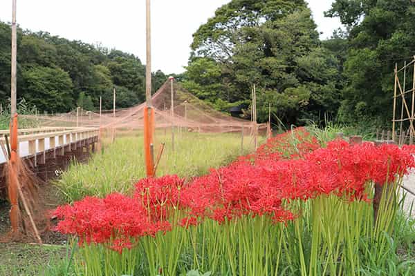 田んぼ(水生植物園)