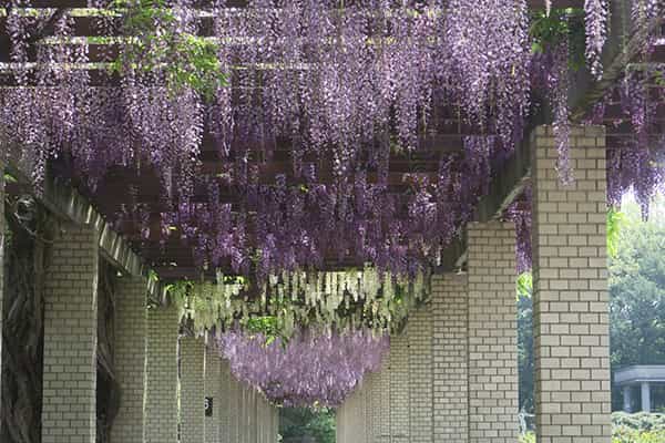 ふじ園