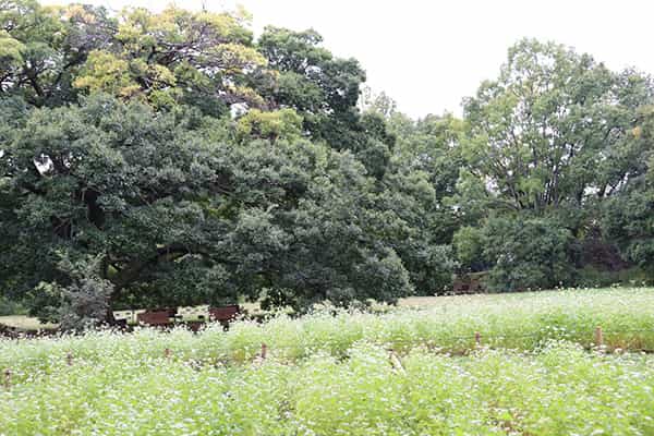 そば畑(水生植物園)