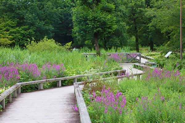 アシ原(水生植物園)