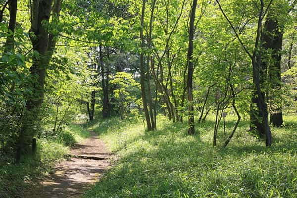 せせらぎの小路(変化朝顔と風鈴回廊7/14~8/30)