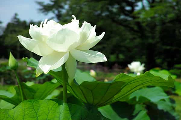 花蓮園