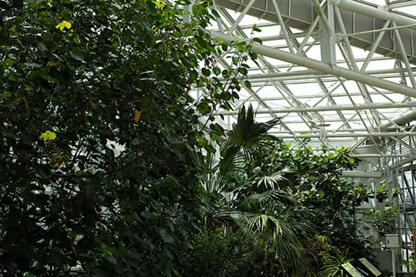 大温室小笠原植物室