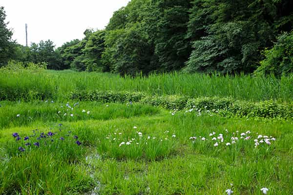 はなしょうぶ園(水生植物園)