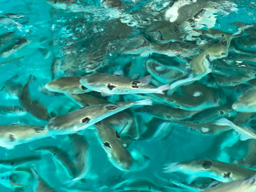 Makino Fisheries