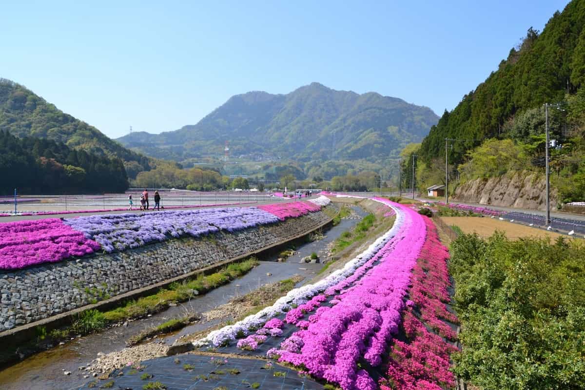 芝桜(横津海)