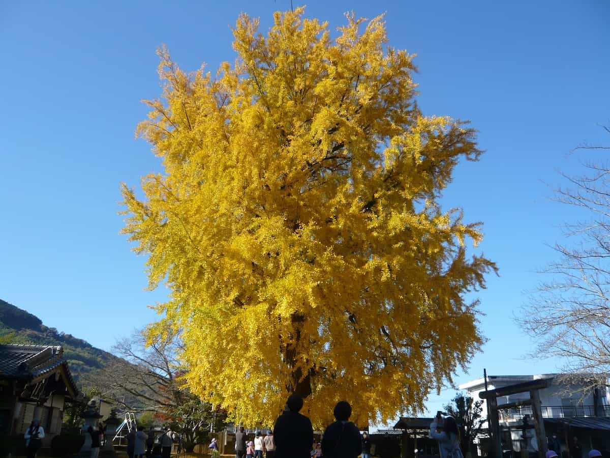 丹生酒殿神社／鎌八幡宮