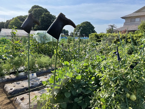 練馬区立高松一丁目区民農園