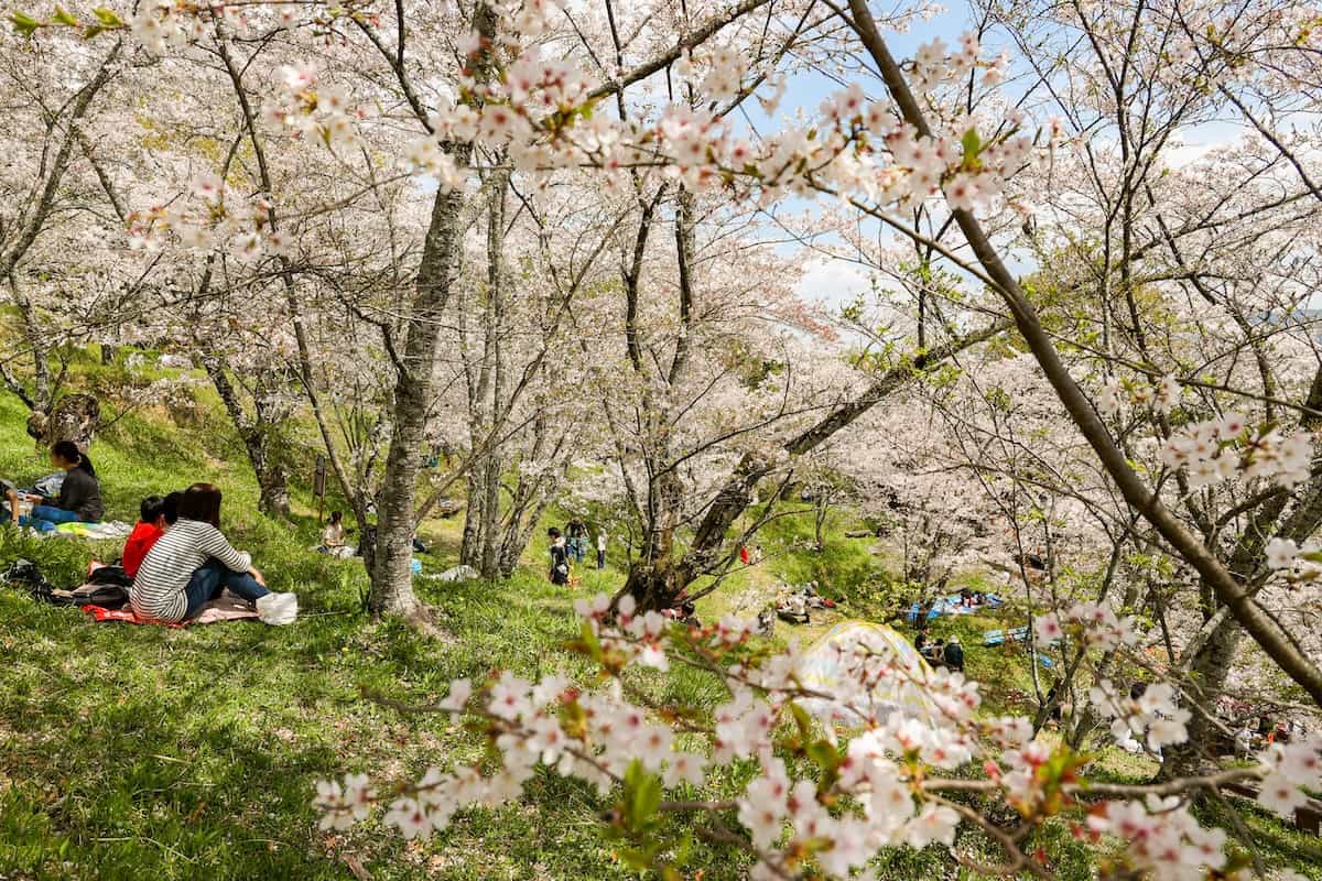 高野口公園 Supported by 紀北緑地建設