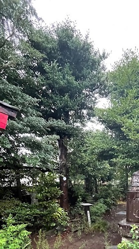 御岳神社のサカキ（ねりまの名木）